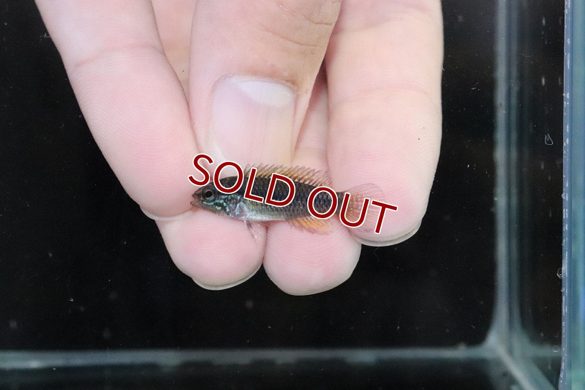 画像4: 【淡水魚】【通販】激安 No2 アピストグラマ アガシジィ リオマディラ産【1ペア 個体販売】(アピストグラマ)(生体)(熱帯魚)NKAP (4)