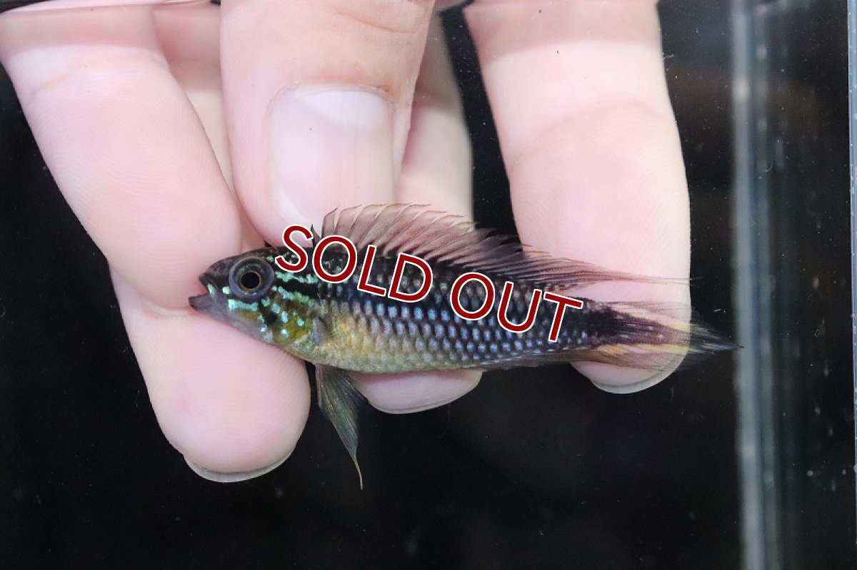 画像2: 【淡水魚】【通販】激安 No3 アピストグラマ アガシジィ リオマディラ産【1ペア 個体販売】(アピストグラマ)(生体)(熱帯魚)NKAP (2)