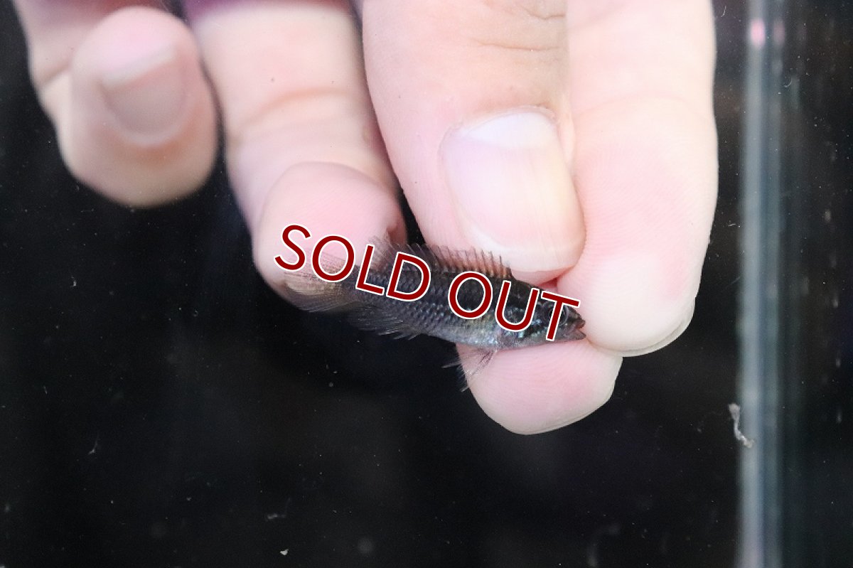 画像3: 【淡水魚】【通販】激安 No3 アピストグラマ アガシジィ リオマディラ産【1ペア 個体販売】(アピストグラマ)(生体)(熱帯魚)NKAP (3)