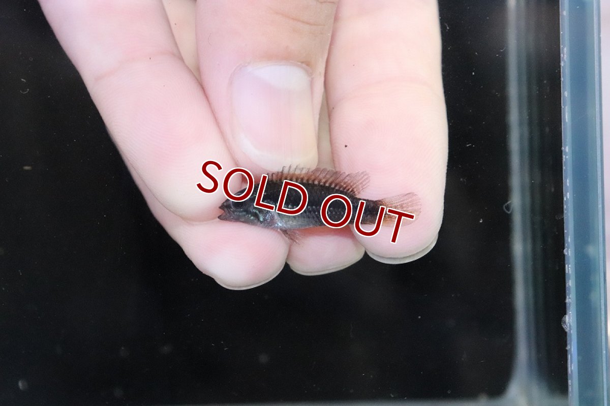 画像4: 【淡水魚】【通販】激安 No3 アピストグラマ アガシジィ リオマディラ産【1ペア 個体販売】(アピストグラマ)(生体)(熱帯魚)NKAP (4)