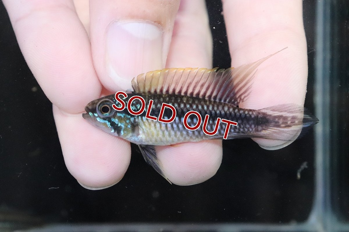 画像2: 【淡水魚】【通販】激安 No4 アピストグラマ アガシジィ リオマディラ産【1ペア 個体販売】(アピストグラマ)(生体)(熱帯魚)NKAP (2)