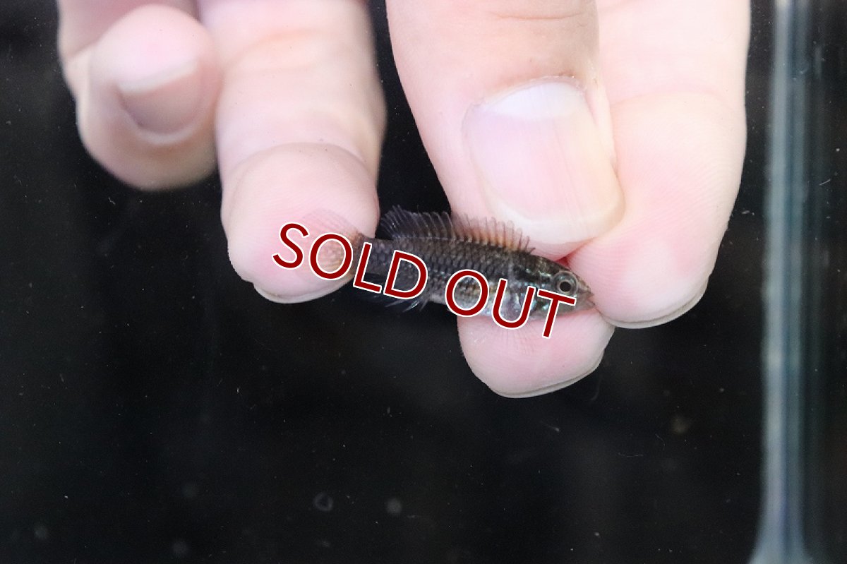 画像3: 【淡水魚】【通販】激安 No4 アピストグラマ アガシジィ リオマディラ産【1ペア 個体販売】(アピストグラマ)(生体)(熱帯魚)NKAP (3)