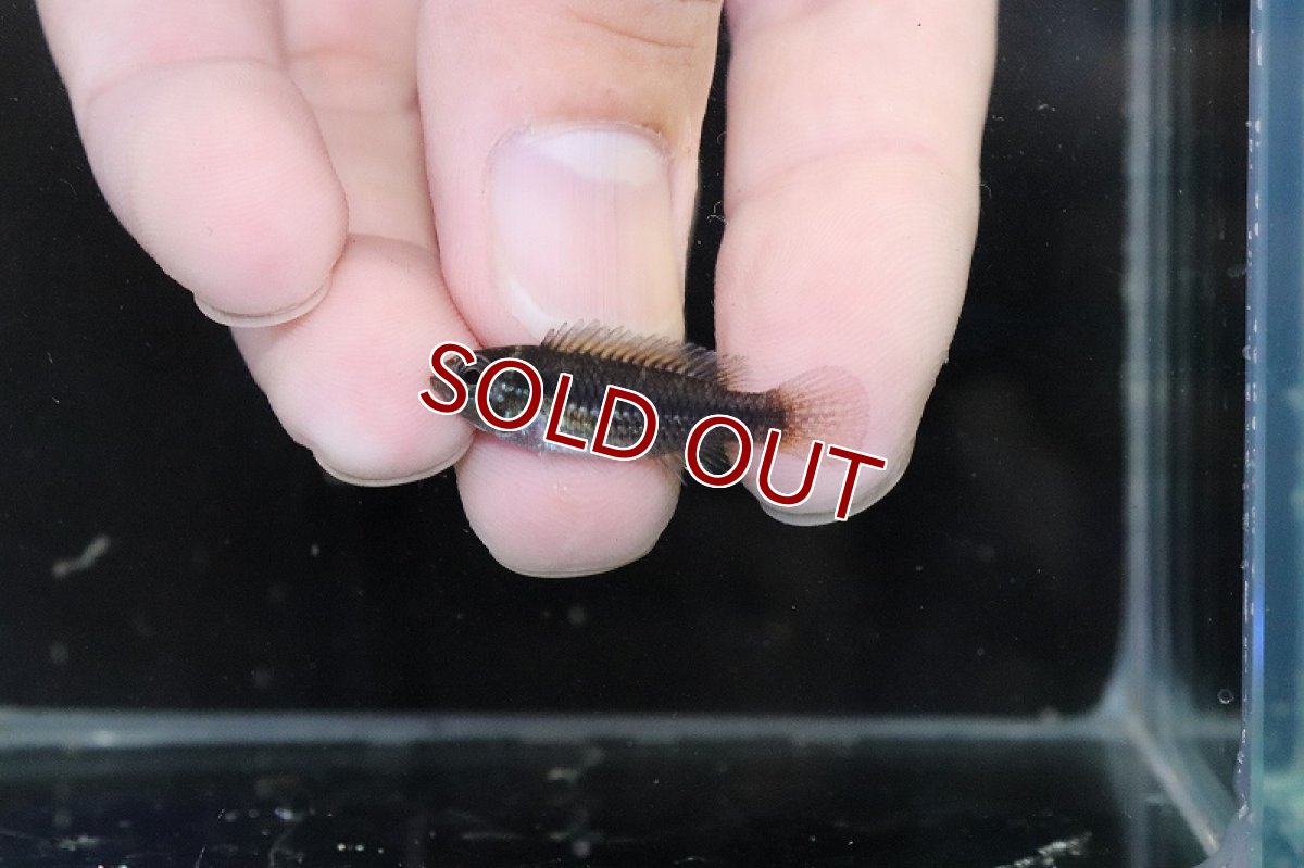 画像4: 【淡水魚】【通販】激安 No4 アピストグラマ アガシジィ リオマディラ産【1ペア 個体販売】(アピストグラマ)(生体)(熱帯魚)NKAP (4)