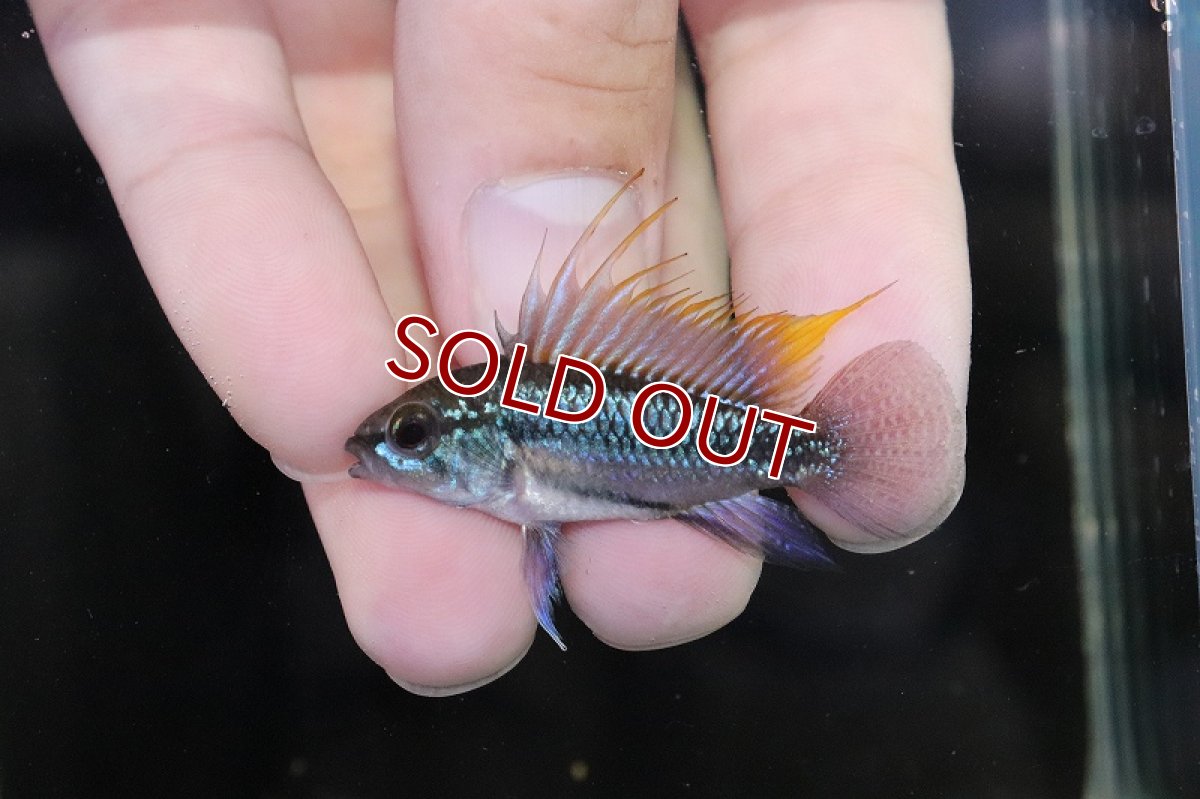 画像2: 【淡水魚】【通販】激安 F-1 アピストグラマ トリファスキアータス グァポレ産【1ペア 個体販売】(生体)(熱帯魚)NKAP (2)