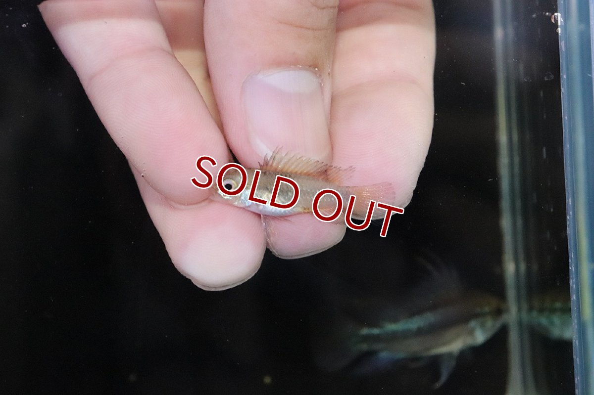 画像4: 【淡水魚】【通販】激安 F-1 アピストグラマ トリファスキアータス グァポレ産【1ペア 個体販売】(生体)(熱帯魚)NKAP (4)