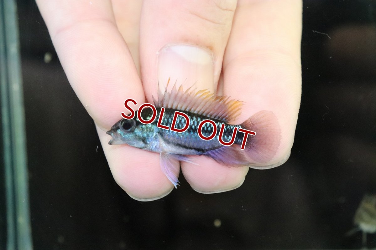 画像2: 【淡水魚】【通販】No2 アピストグラマ トリファスキアータ【1ペア 個体販売】(アピストグラマ)(生体)(熱帯魚)NKAP (2)