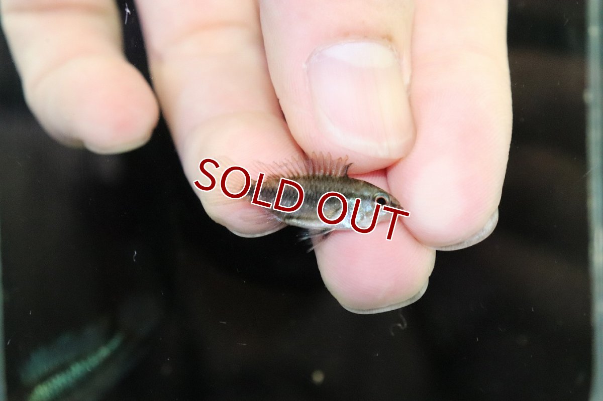 画像3: 【淡水魚】【通販】No2 アピストグラマ トリファスキアータ【1ペア 個体販売】(アピストグラマ)(生体)(熱帯魚)NKAP (3)