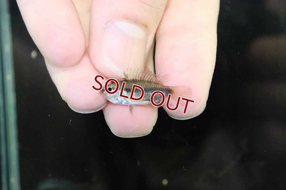 画像4: 【淡水魚】【通販】No2 アピストグラマ トリファスキアータ【1ペア 個体販売】(アピストグラマ)(生体)(熱帯魚)NKAP (4)