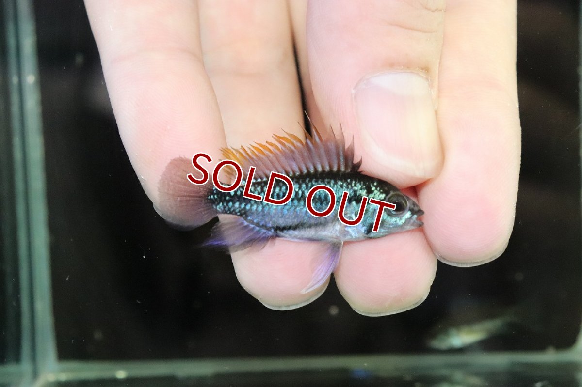 画像1: 【淡水魚】【通販】No3 アピストグラマ トリファスキアータ【1ペア 個体販売】(アピストグラマ)(生体)(熱帯魚)NKAP (1)