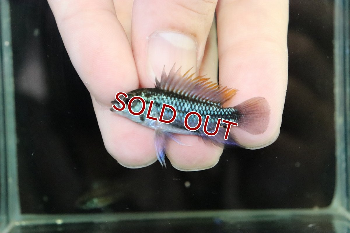 画像2: 【淡水魚】【通販】No3 アピストグラマ トリファスキアータ【1ペア 個体販売】(アピストグラマ)(生体)(熱帯魚)NKAP (2)