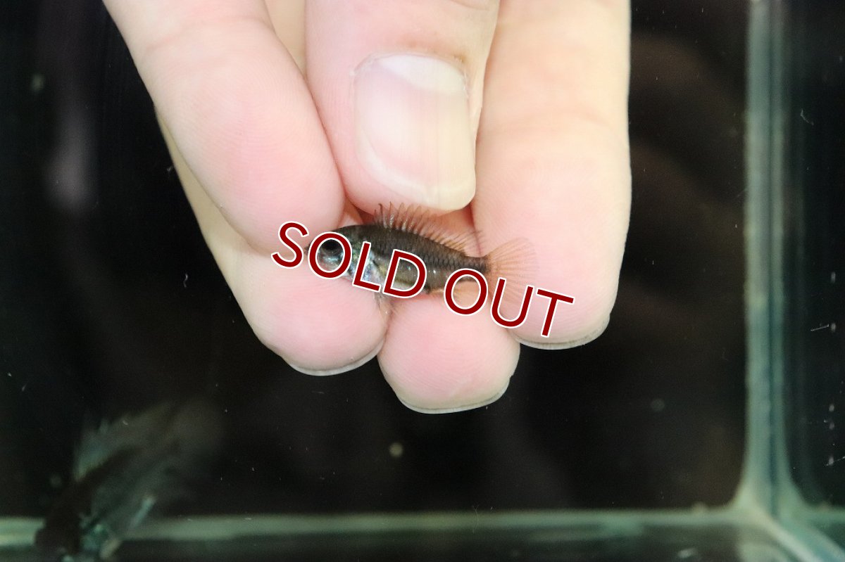 画像4: 【淡水魚】【通販】No3 アピストグラマ トリファスキアータ【1ペア 個体販売】(アピストグラマ)(生体)(熱帯魚)NKAP (4)