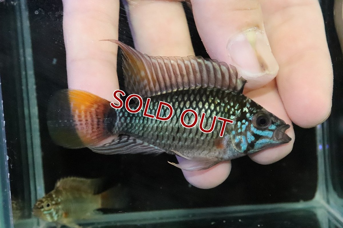 画像1: 【淡水魚】【通販】ビッグサイズ アピストグラマ ウィンケルフレック【２匹オス 個体販売】(アピストグラマ)(生体)(熱帯魚)NKＡＰ (1)