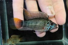 画像1: 【淡水魚】【通販】ビッグサイズ アピストグラマ ウィンケルフレック【２匹オス 個体販売】(アピストグラマ)(生体)(熱帯魚)NKＡＰ (1)