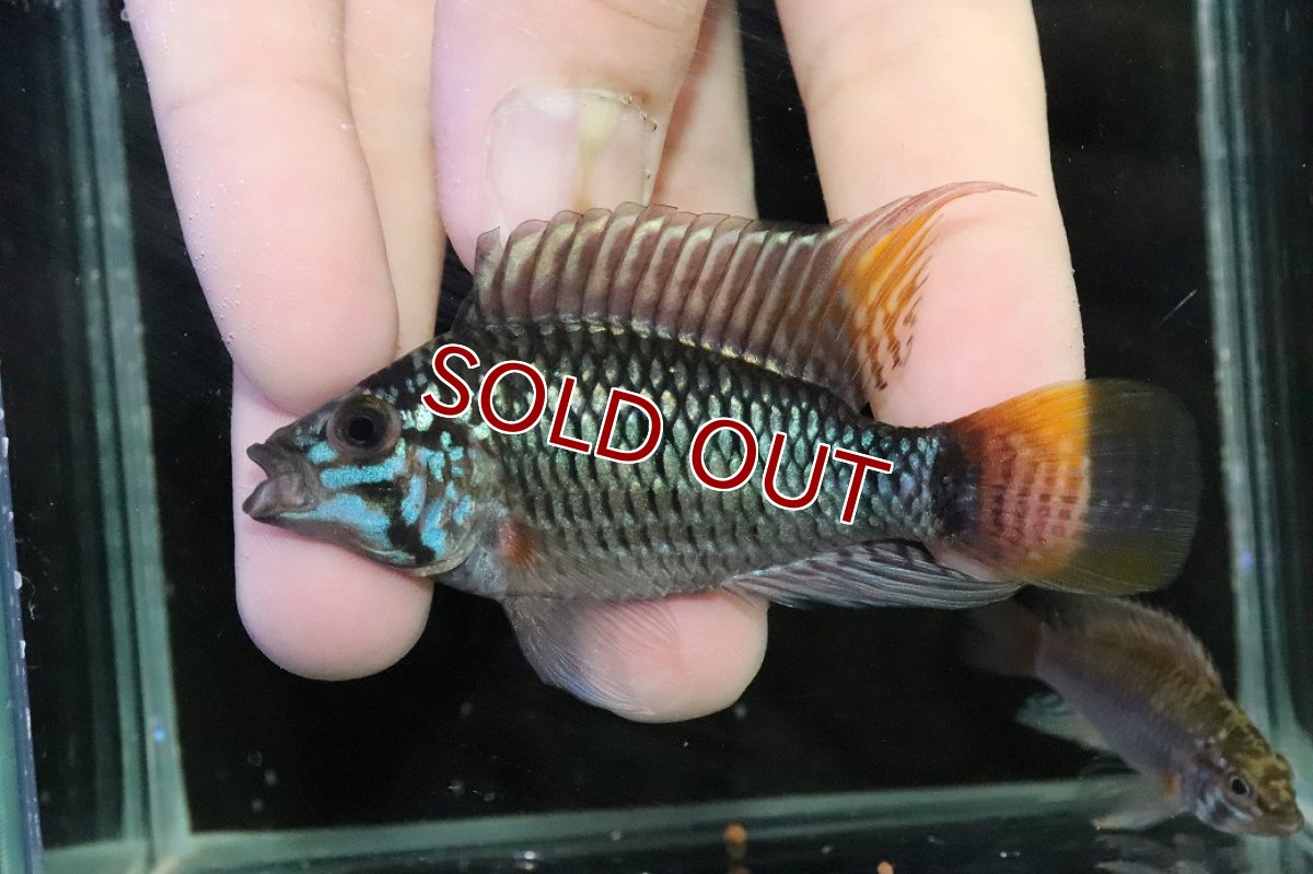 画像2: 【淡水魚】【通販】ビッグサイズ アピストグラマ ウィンケルフレック【２匹オス 個体販売】(アピストグラマ)(生体)(熱帯魚)NKＡＰ (2)