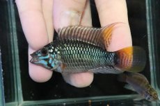 画像2: 【淡水魚】【通販】ビッグサイズ アピストグラマ ウィンケルフレック【２匹オス 個体販売】(アピストグラマ)(生体)(熱帯魚)NKＡＰ (2)