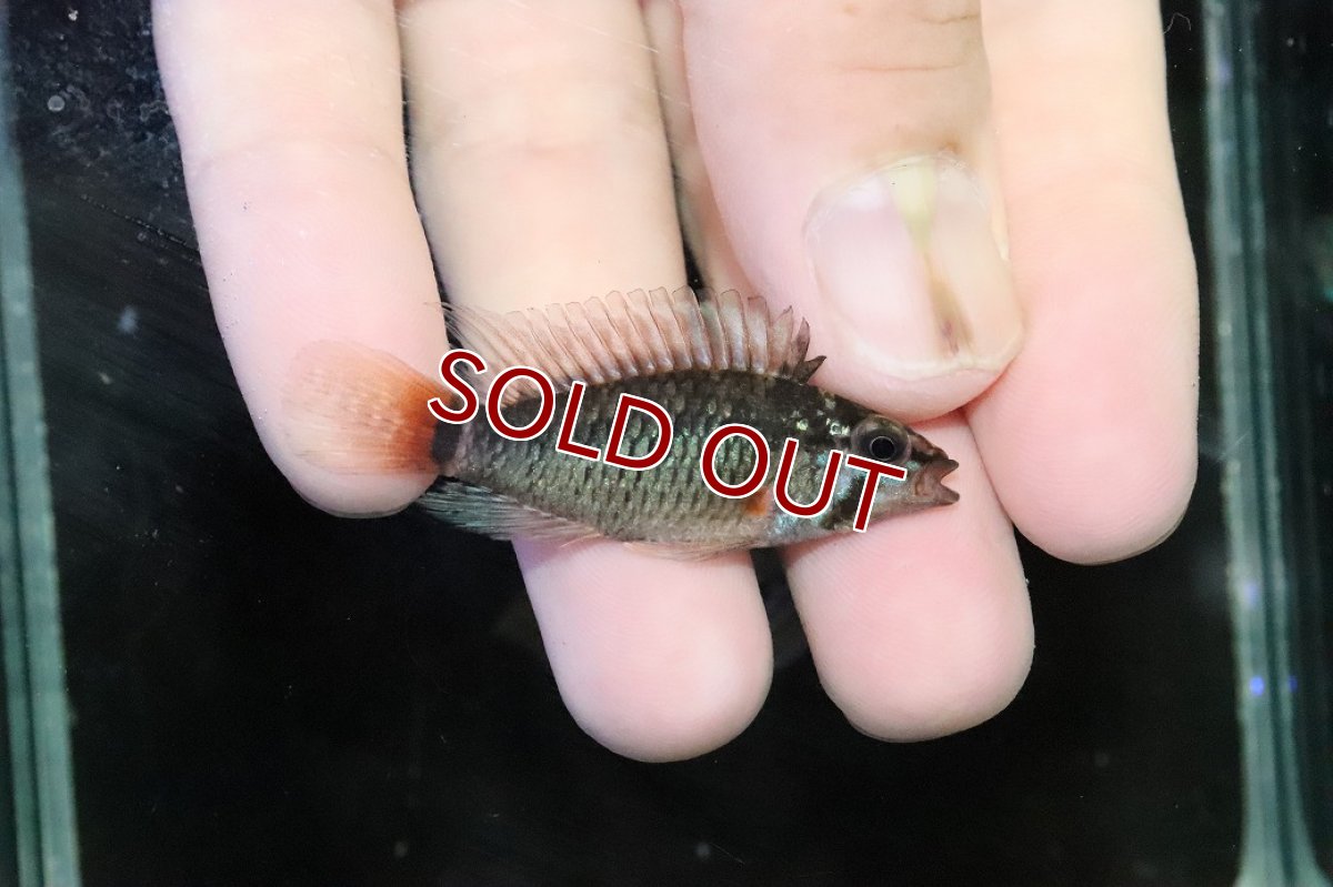 画像3: 【淡水魚】【通販】ビッグサイズ アピストグラマ ウィンケルフレック【２匹オス 個体販売】(アピストグラマ)(生体)(熱帯魚)NKＡＰ (3)