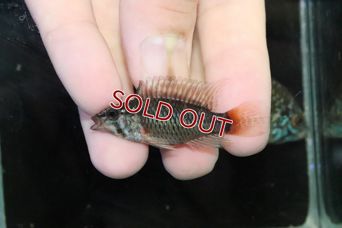 画像4: 【淡水魚】【通販】ビッグサイズ アピストグラマ ウィンケルフレック【２匹オス 個体販売】(アピストグラマ)(生体)(熱帯魚)NKＡＰ (4)