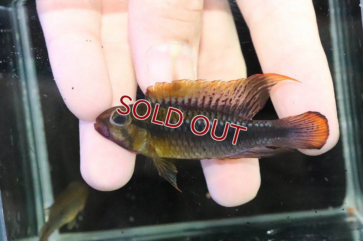 画像2: 【淡水魚】【通販】ビッグサイズ アピストグラマ ウィルヘルミィ【１ペア 個体販売】(アピストグラマ)(生体)(熱帯魚)NKＡＰ (2)