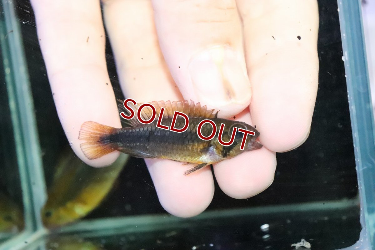 画像3: 【淡水魚】【通販】ビッグサイズ アピストグラマ ウィルヘルミィ【１ペア 個体販売】(アピストグラマ)(生体)(熱帯魚)NKＡＰ (3)