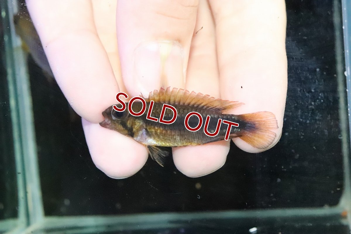 画像4: 【淡水魚】【通販】ビッグサイズ アピストグラマ ウィルヘルミィ【１ペア 個体販売】(アピストグラマ)(生体)(熱帯魚)NKＡＰ (4)