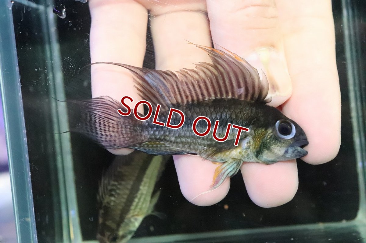 画像1: 【淡水魚】【通販】ビッグサイズ アピストグラマ CF カカトオイデス【２匹オス 個体販売】(アピストグラマ)(生体)(熱帯魚)NKＡＰ (1)