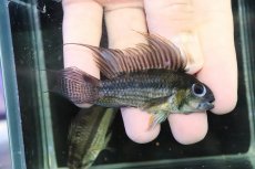 画像1: 【淡水魚】【通販】ビッグサイズ アピストグラマ CF カカトオイデス【２匹オス 個体販売】(アピストグラマ)(生体)(熱帯魚)NKＡＰ (1)