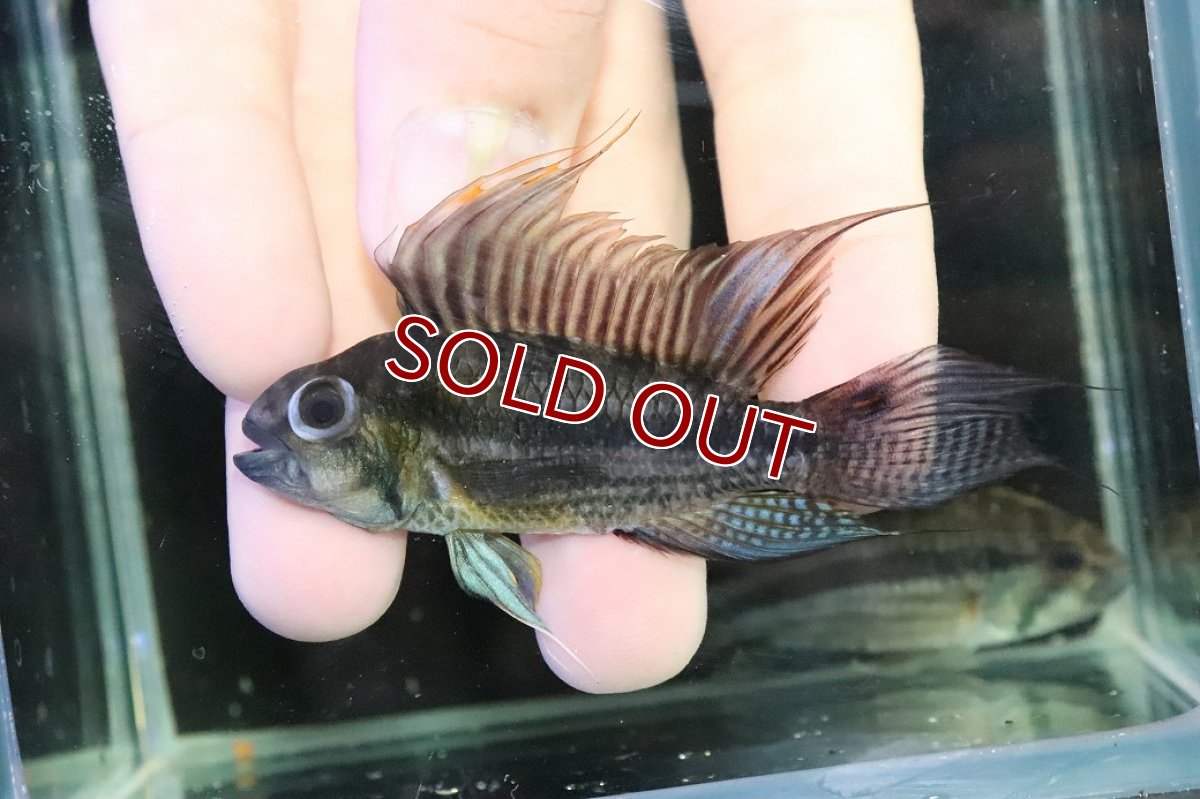 画像2: 【淡水魚】【通販】ビッグサイズ アピストグラマ CF カカトオイデス【２匹オス 個体販売】(アピストグラマ)(生体)(熱帯魚)NKＡＰ (2)