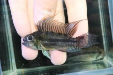 画像2: 【淡水魚】【通販】ビッグサイズ アピストグラマ CF カカトオイデス【２匹オス 個体販売】(アピストグラマ)(生体)(熱帯魚)NKＡＰ (2)
