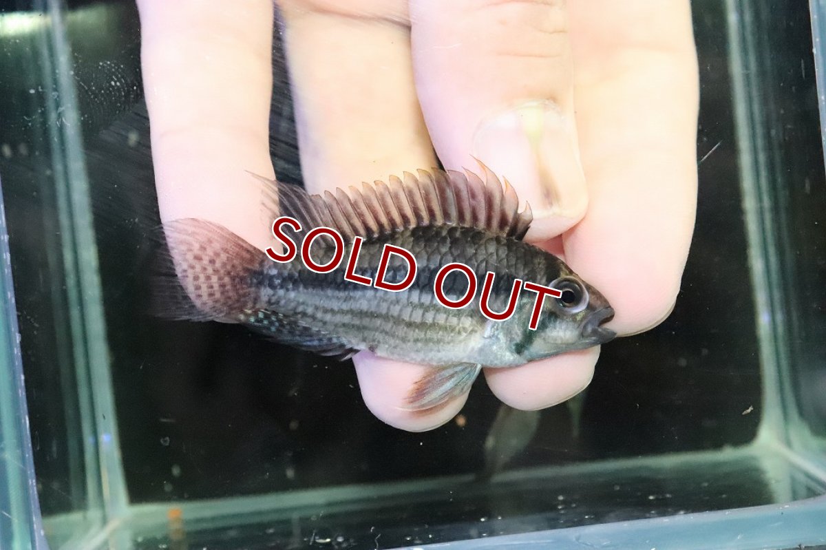 画像3: 【淡水魚】【通販】ビッグサイズ アピストグラマ CF カカトオイデス【２匹オス 個体販売】(アピストグラマ)(生体)(熱帯魚)NKＡＰ (3)