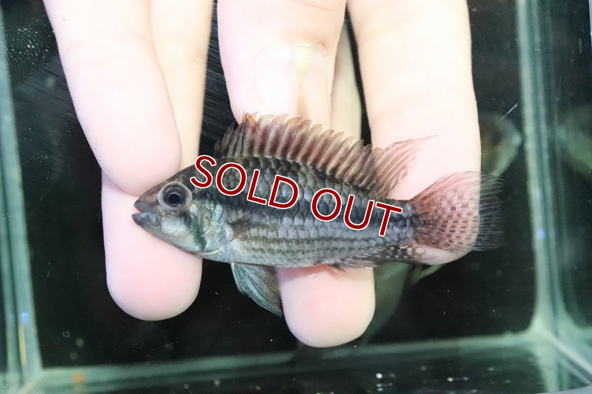 画像4: 【淡水魚】【通販】ビッグサイズ アピストグラマ CF カカトオイデス【２匹オス 個体販売】(アピストグラマ)(生体)(熱帯魚)NKＡＰ (4)