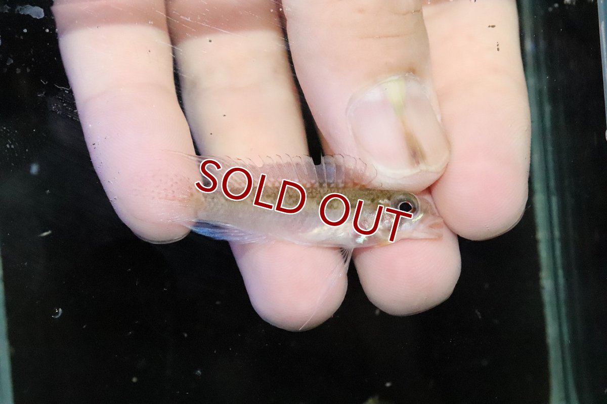 画像1: 【淡水魚】【通販】No1 アピストグラマ ディプロタエニア【１ペア 個体販売】(アピストグラマ)(生体)(熱帯魚)NKＡＰ (1)