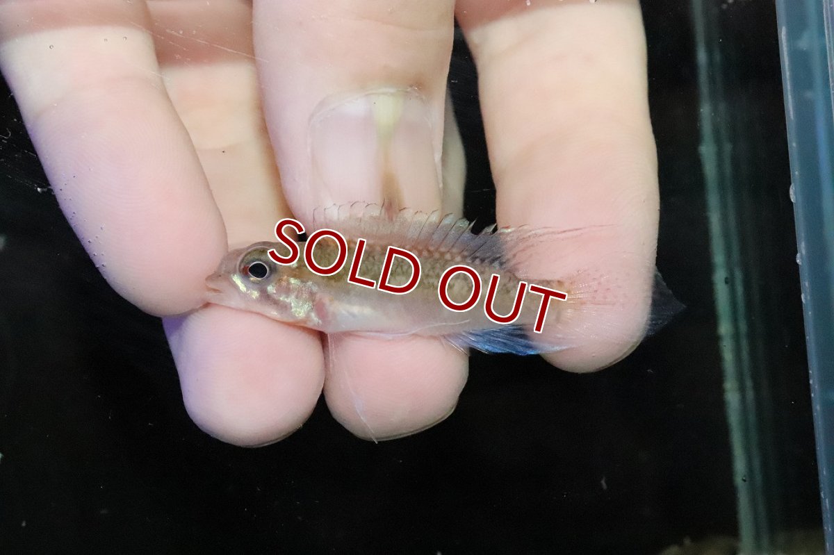 画像2: 【淡水魚】【通販】No1 アピストグラマ ディプロタエニア【１ペア 個体販売】(アピストグラマ)(生体)(熱帯魚)NKＡＰ (2)