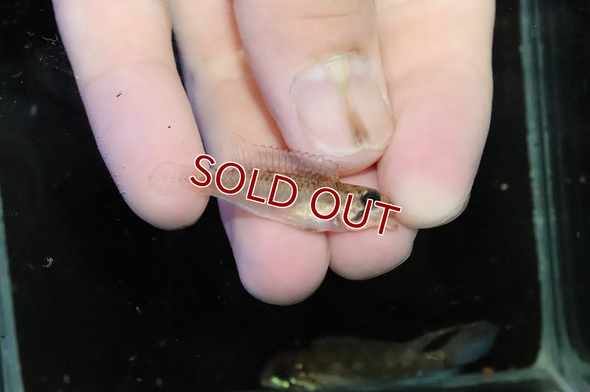 画像3: 【淡水魚】【通販】No1 アピストグラマ ディプロタエニア【１ペア 個体販売】(アピストグラマ)(生体)(熱帯魚)NKＡＰ (3)