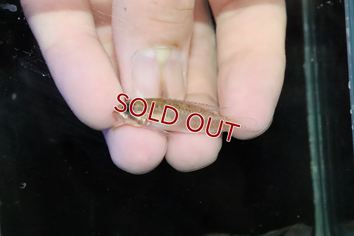 画像4: 【淡水魚】【通販】No1 アピストグラマ ディプロタエニア【１ペア 個体販売】(アピストグラマ)(生体)(熱帯魚)NKＡＰ (4)