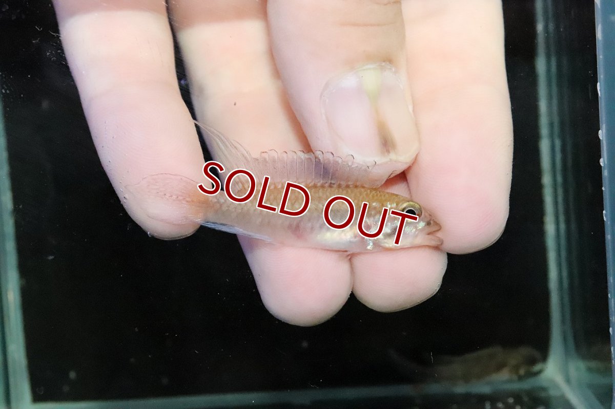 画像1: 【淡水魚】【通販】No2 アピストグラマ ディプロタエニア【１ペア 個体販売】(アピストグラマ)(生体)(熱帯魚)NKＡＰ (1)