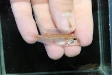 画像1: 【淡水魚】【通販】No2 アピストグラマ ディプロタエニア【１ペア 個体販売】(アピストグラマ)(生体)(熱帯魚)NKＡＰ (1)