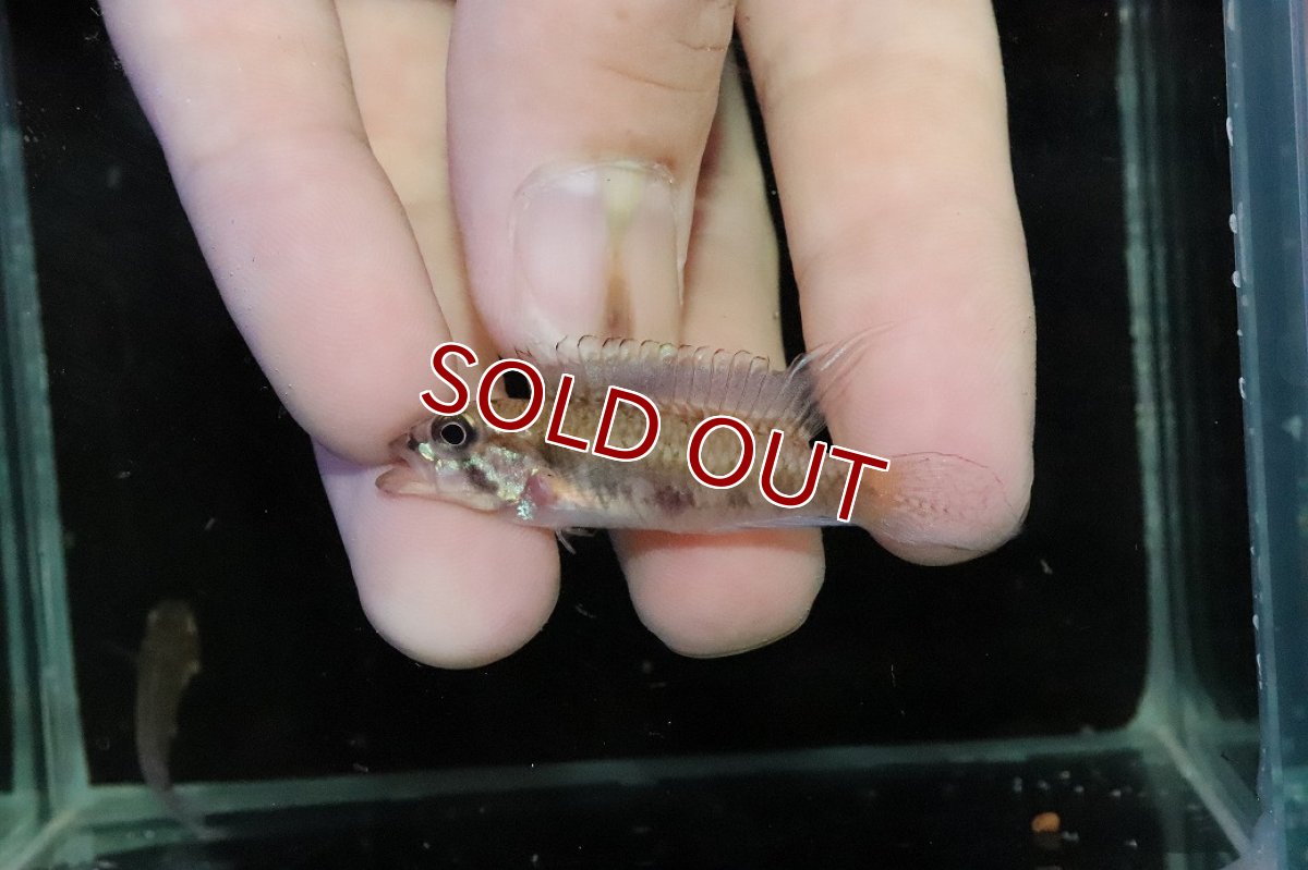 画像2: 【淡水魚】【通販】No2 アピストグラマ ディプロタエニア【１ペア 個体販売】(アピストグラマ)(生体)(熱帯魚)NKＡＰ (2)