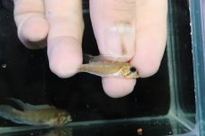 画像3: 【淡水魚】【通販】No2 アピストグラマ ディプロタエニア【１ペア 個体販売】(アピストグラマ)(生体)(熱帯魚)NKＡＰ (3)