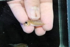画像4: 【淡水魚】【通販】No2 アピストグラマ ディプロタエニア【１ペア 個体販売】(アピストグラマ)(生体)(熱帯魚)NKＡＰ (4)