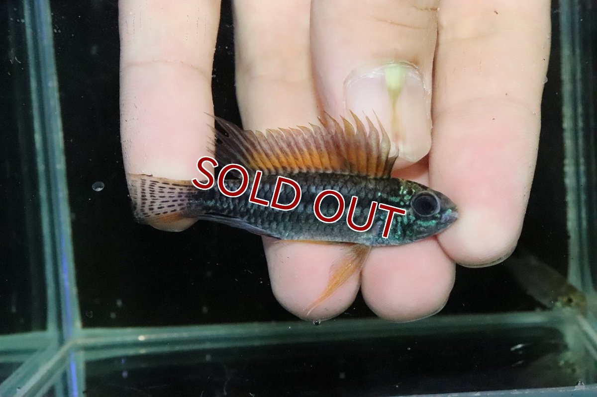 画像1: 【淡水魚】【通販】特価 No1 ツインバー アピストグラマ ビタエニアータ カレイロ産【１ペア 個体販売】(生体)(熱帯魚)NKAP (1)