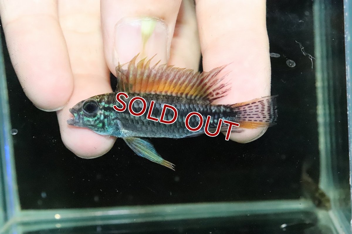 画像2: 【淡水魚】【通販】特価 No1 ツインバー アピストグラマ ビタエニアータ カレイロ産【１ペア 個体販売】(生体)(熱帯魚)NKAP (2)