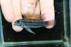 画像2: 【淡水魚】【通販】特価 No1 ツインバー アピストグラマ ビタエニアータ カレイロ産【１ペア 個体販売】(生体)(熱帯魚)NKAP (2)