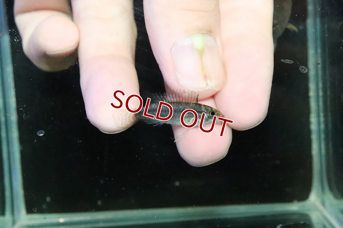 画像3: 【淡水魚】【通販】特価 No1 ツインバー アピストグラマ ビタエニアータ カレイロ産【１ペア 個体販売】(生体)(熱帯魚)NKAP (3)