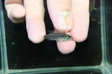 画像3: 【淡水魚】【通販】特価 No1 ツインバー アピストグラマ ビタエニアータ カレイロ産【１ペア 個体販売】(生体)(熱帯魚)NKAP (3)