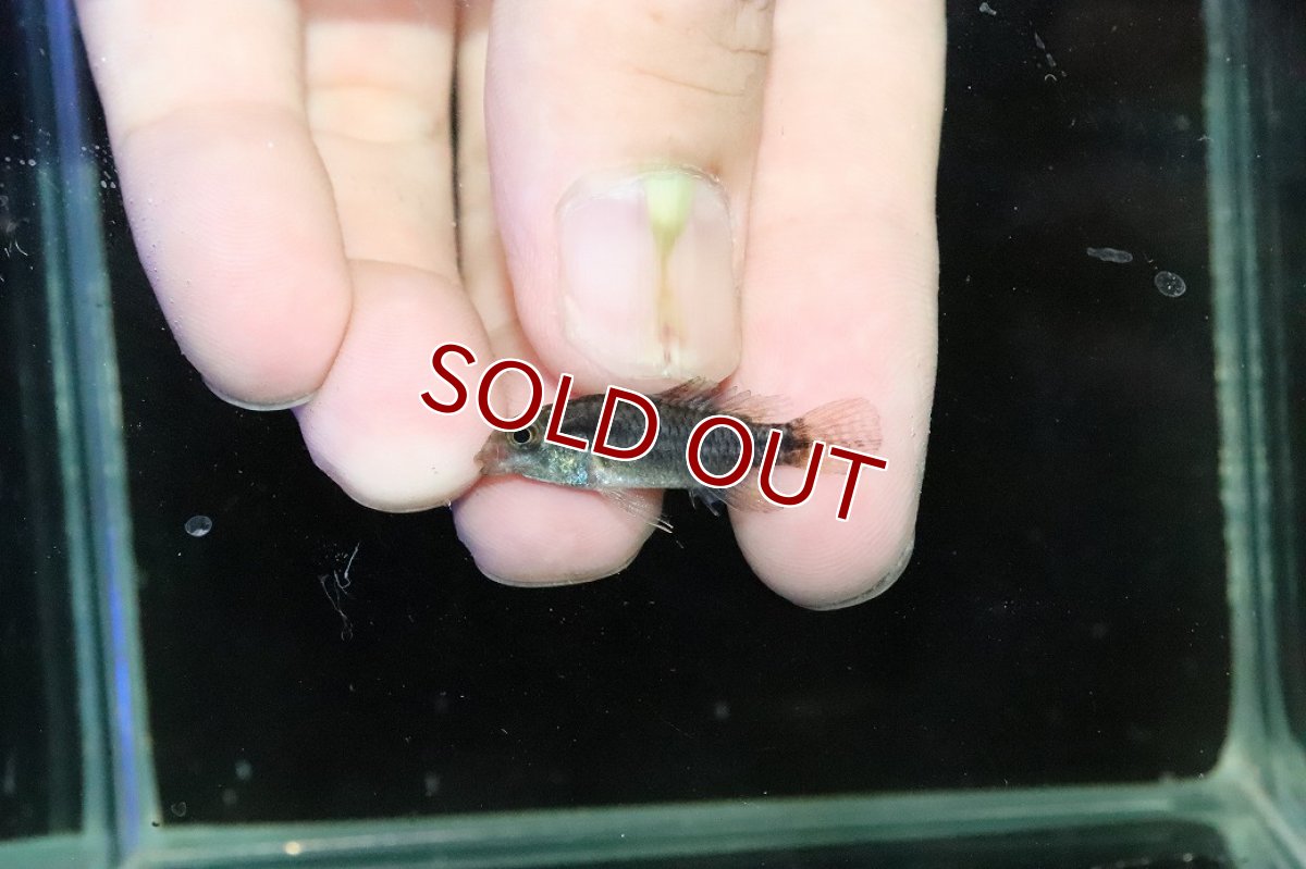 画像4: 【淡水魚】【通販】特価 No1 ツインバー アピストグラマ ビタエニアータ カレイロ産【１ペア 個体販売】(生体)(熱帯魚)NKAP (4)