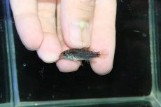 画像4: 【淡水魚】【通販】特価 No1 ツインバー アピストグラマ ビタエニアータ カレイロ産【１ペア 個体販売】(生体)(熱帯魚)NKAP (4)
