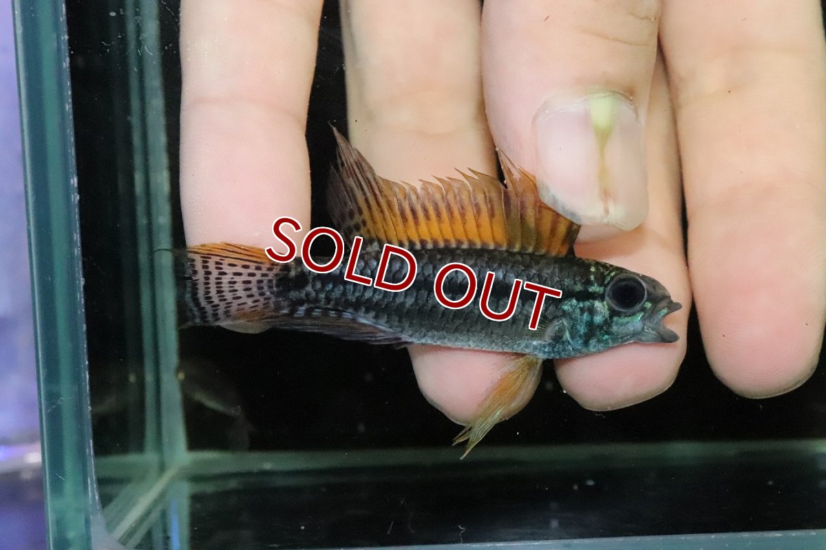 画像1: 【淡水魚】【通販】特価 No2 ツインバー アピストグラマ ビタエニアータ カレイロ産【１ペア 個体販売】(生体)(熱帯魚)NKAP (1)