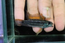 画像1: 【淡水魚】【通販】特価 No2 ツインバー アピストグラマ ビタエニアータ カレイロ産【１ペア 個体販売】(生体)(熱帯魚)NKAP (1)