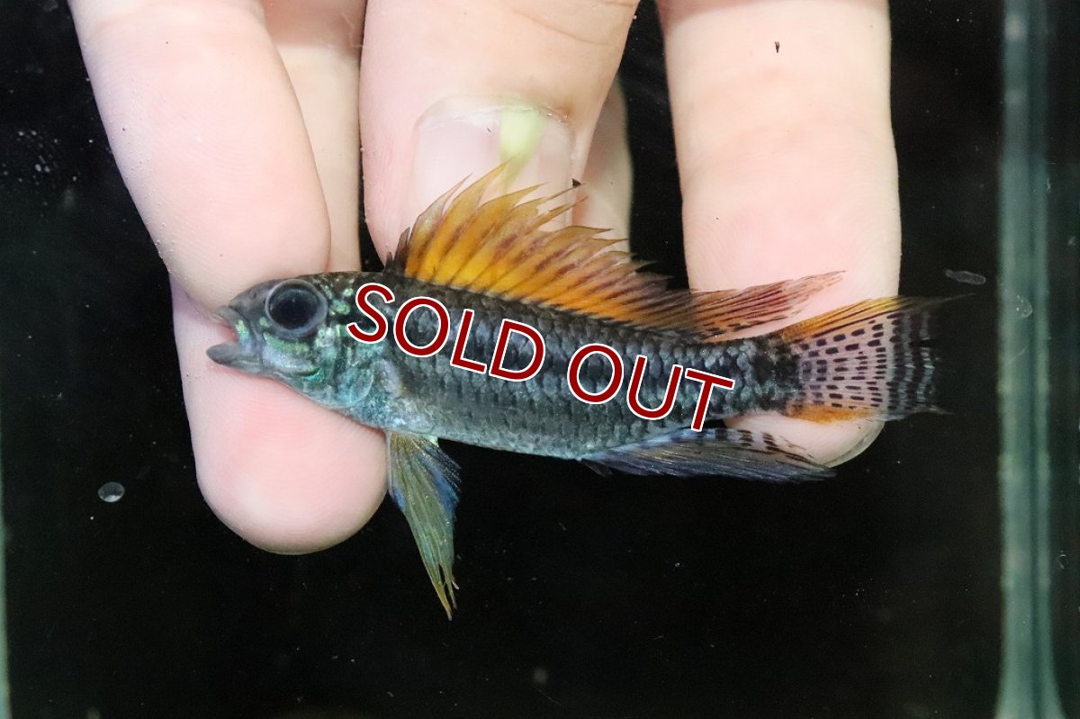 画像2: 【淡水魚】【通販】特価 No2 ツインバー アピストグラマ ビタエニアータ カレイロ産【１ペア 個体販売】(生体)(熱帯魚)NKAP (2)