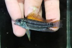 画像2: 【淡水魚】【通販】特価 No2 ツインバー アピストグラマ ビタエニアータ カレイロ産【１ペア 個体販売】(生体)(熱帯魚)NKAP (2)